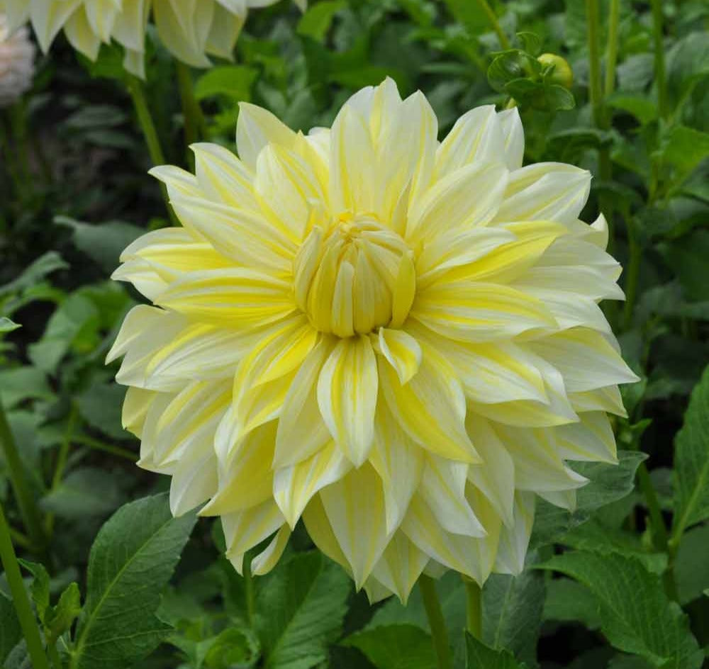 Dahlia 'la Luna'