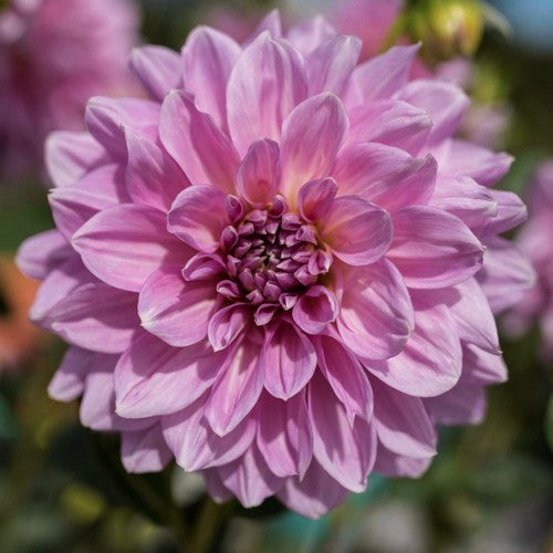 Dahlia 'Lavender Perfection'