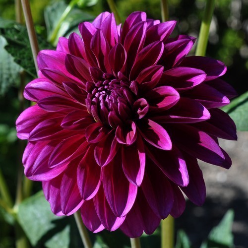 Dahlia 'Le Baron'