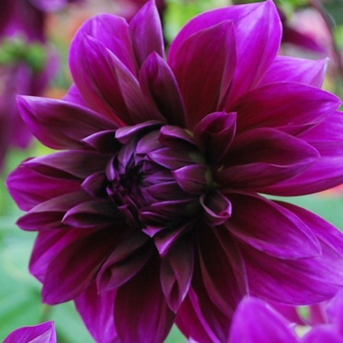 Dahlia 'Le Baron'