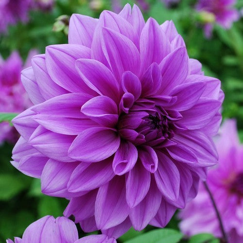 Dahlia 'Lilac Time' / 'Babylon Lilac'