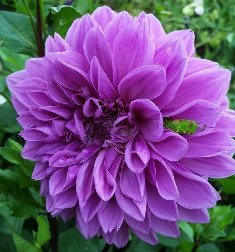 Dahlia 'Lilac Time' / 'Babylon Lilac'