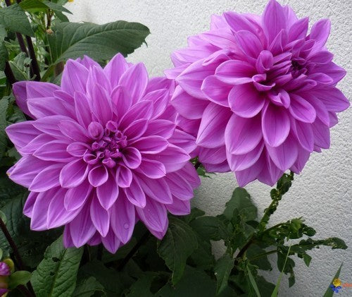 Dahlia 'Lilac Time' / 'Babylon Lilac'