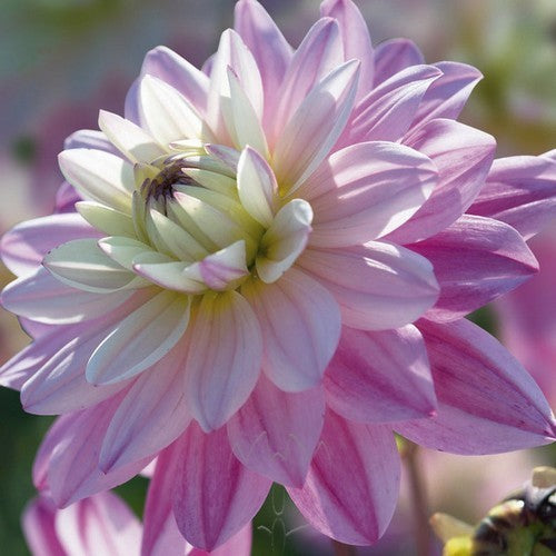 Dahlia 'Luka Johanna'