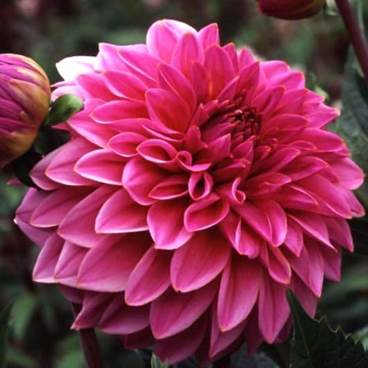 Dahlia 'Lucky Number'