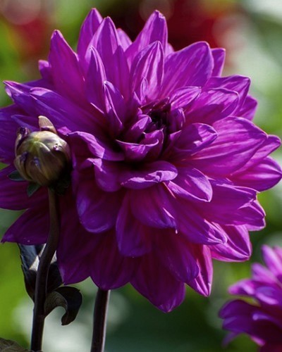 Dahlia 'Marcel Dassault'
