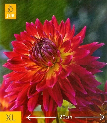 Dahlia 'Manhattan Island'