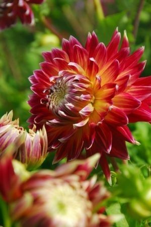 Dahlia 'Manhattan Island'