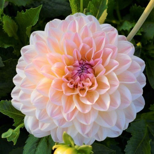 Dahlia 'Maya'