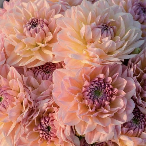Dahlia 'Maya'