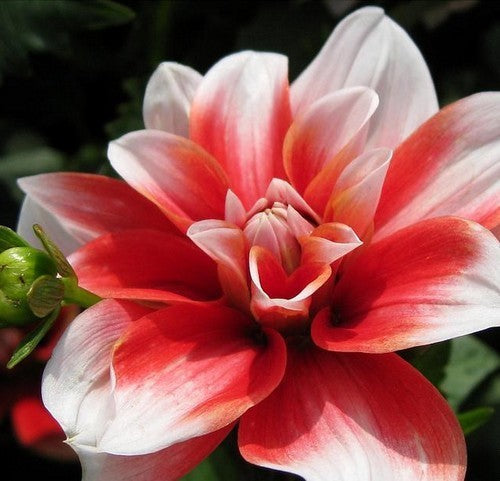 Dahlia 'Mikado'