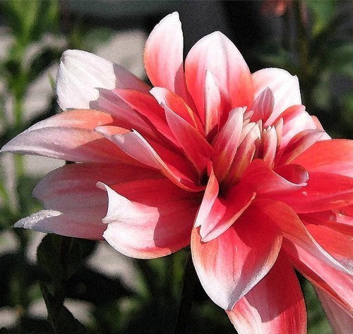 Dahlia 'Mikado'