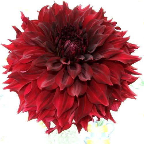 Dahlia 'Mingus Alex'