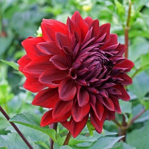 Dahlia 'Mingus Alex'