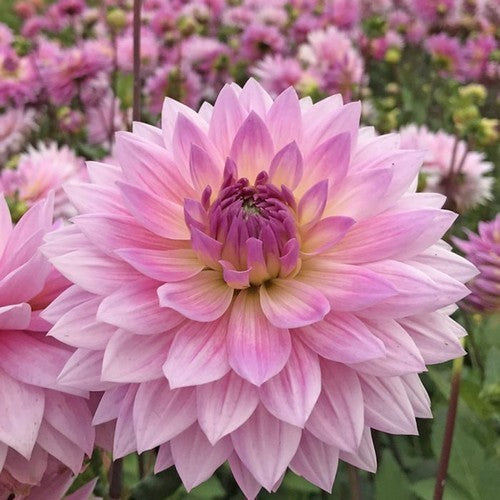 Dahlia 'Miss Delilah'