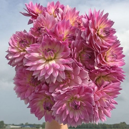 Dahlia 'Miss Delilah'