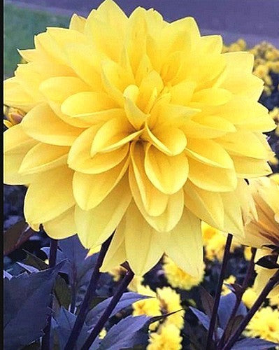 Dahlia 'Meteorite'