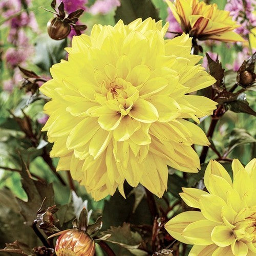 Dahlia 'Meteorite'