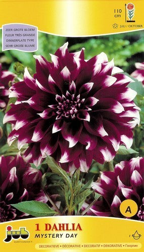 Dahlia 'Mystery Day'