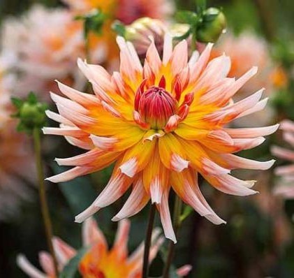 Dahlia 'Okapi'S Sunset''