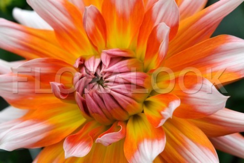 Dahlia 'Okapi'S Sunset''