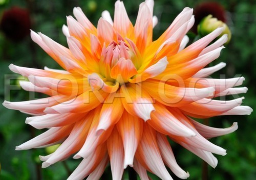 Dahlia 'Okapi'S Sunset''