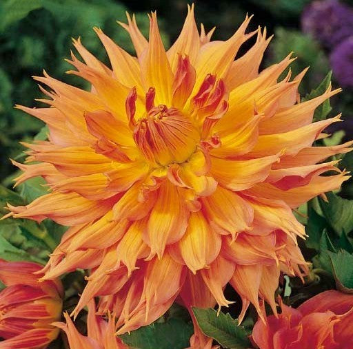Dahlia 'Omega'