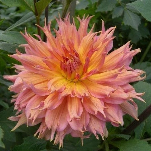 Dahlia 'Omega'