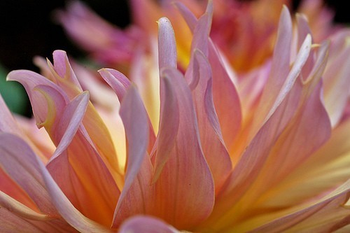 Dahlia 'Omega'