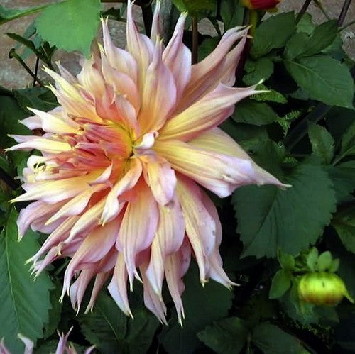 Dahlia 'Omega'