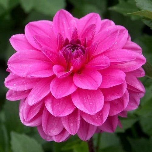 Dahlia 'Onesta'