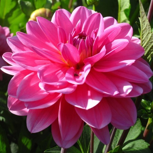 Dahlia 'Onesta'