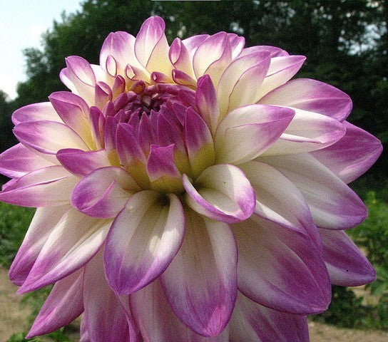 Dahlia 'Pink Petticoat'