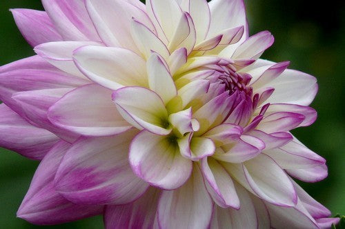 Dahlia 'Pink Petticoat'