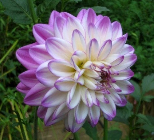 Dahlia 'Pink Petticoat'