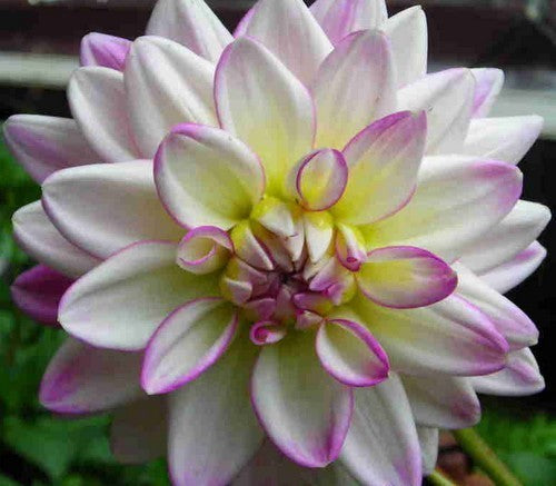 Dahlia 'Pink Petticoat'