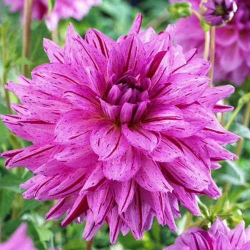 Dahlia 'Painted Girl'