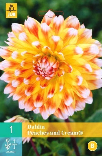 Dahlia 'Peaches and Cream'