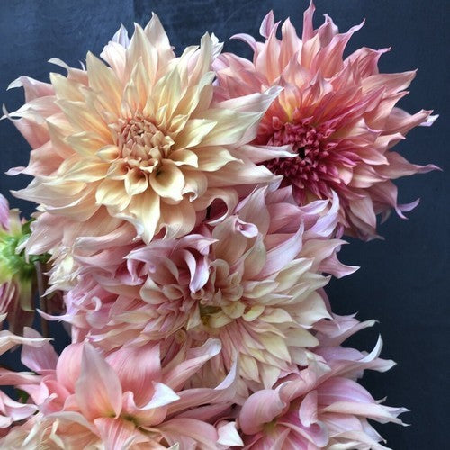 Dahlia 'Penhill Watermelon'
