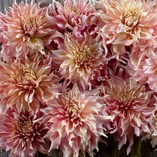 Dahlia 'Penhill Watermelon'