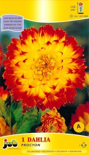 Dahlia 'Procyon'