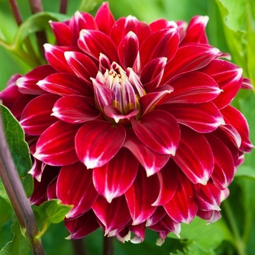 Dahlia 'Red Rock'