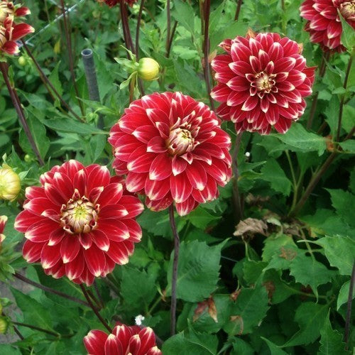 Dahlia 'Red Rock'