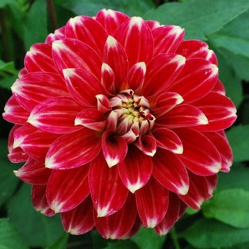 Dahlia 'Red Rock'
