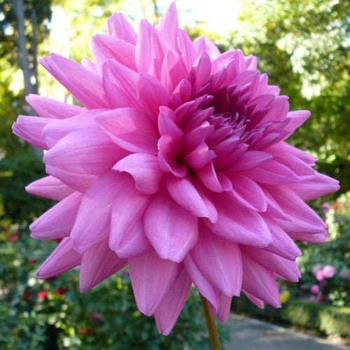 Dahlia 'Rosella'