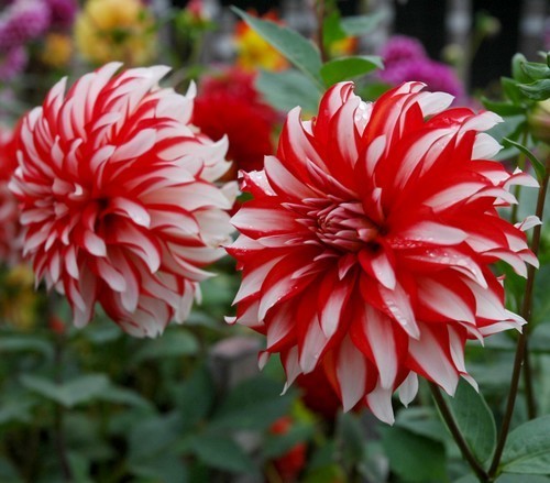 Dahlia 'Santa Claus'