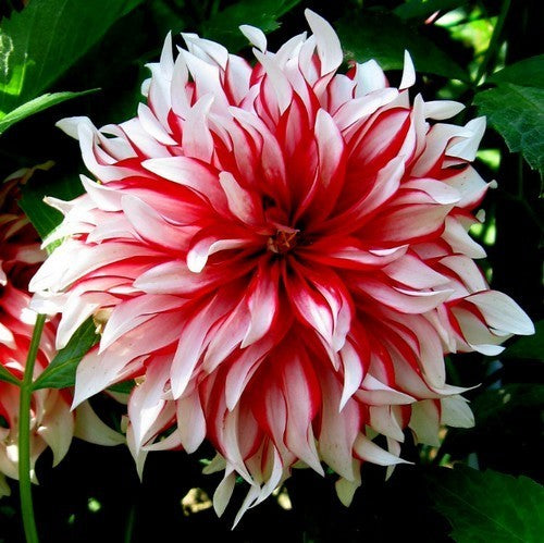 Dahlia 'Santa Claus'
