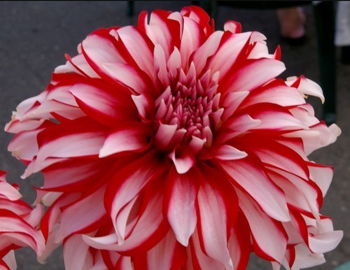 Dahlia 'Santa Claus'