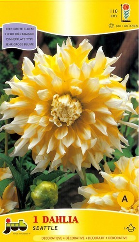 Dahlia 'Seattle'