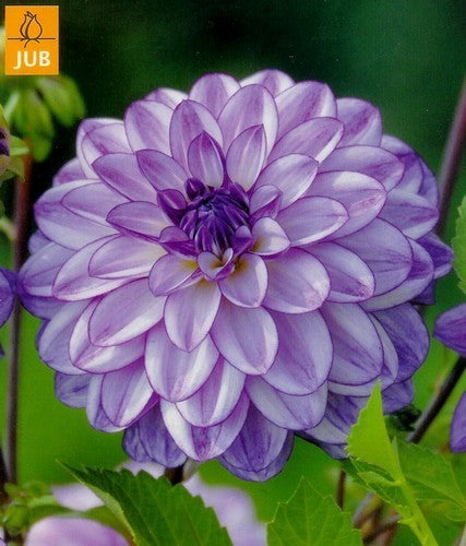 Dahlia 'Seduction'